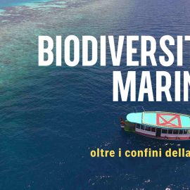 Biodiversità marina: oltre i confini della città